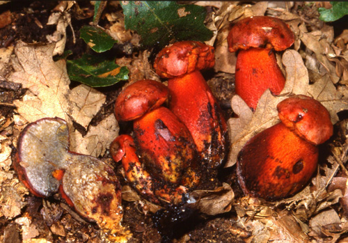 Fotografati il 12.08.2011.bosco di Quercia 2�gruppo